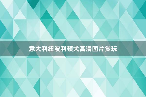 意大利纽波利顿犬高清图片赏玩